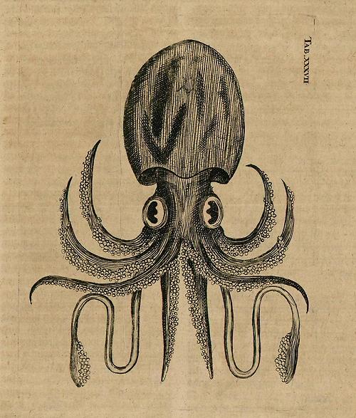 http://liquidnight.tumblr.com/post/441455050/adam-olearius-squid-illustration-from-the